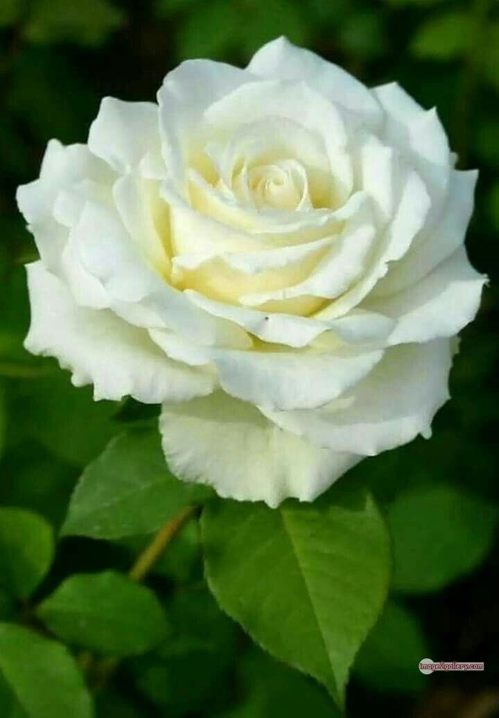 3300+ Beautiful Rose Flowers Image | Rose Flower HD Pic Download | 1638 rose white bouquet -(3)