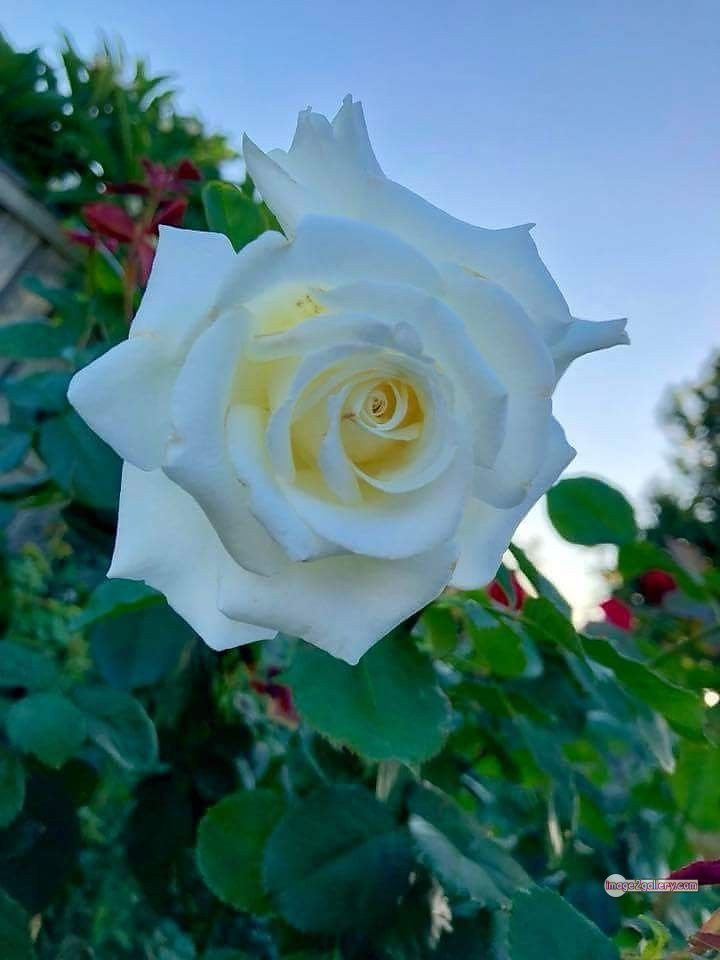 3300+ Beautiful Rose Flowers Image | Rose Flower HD Pic Download | 718 rose white bouquet -(4)