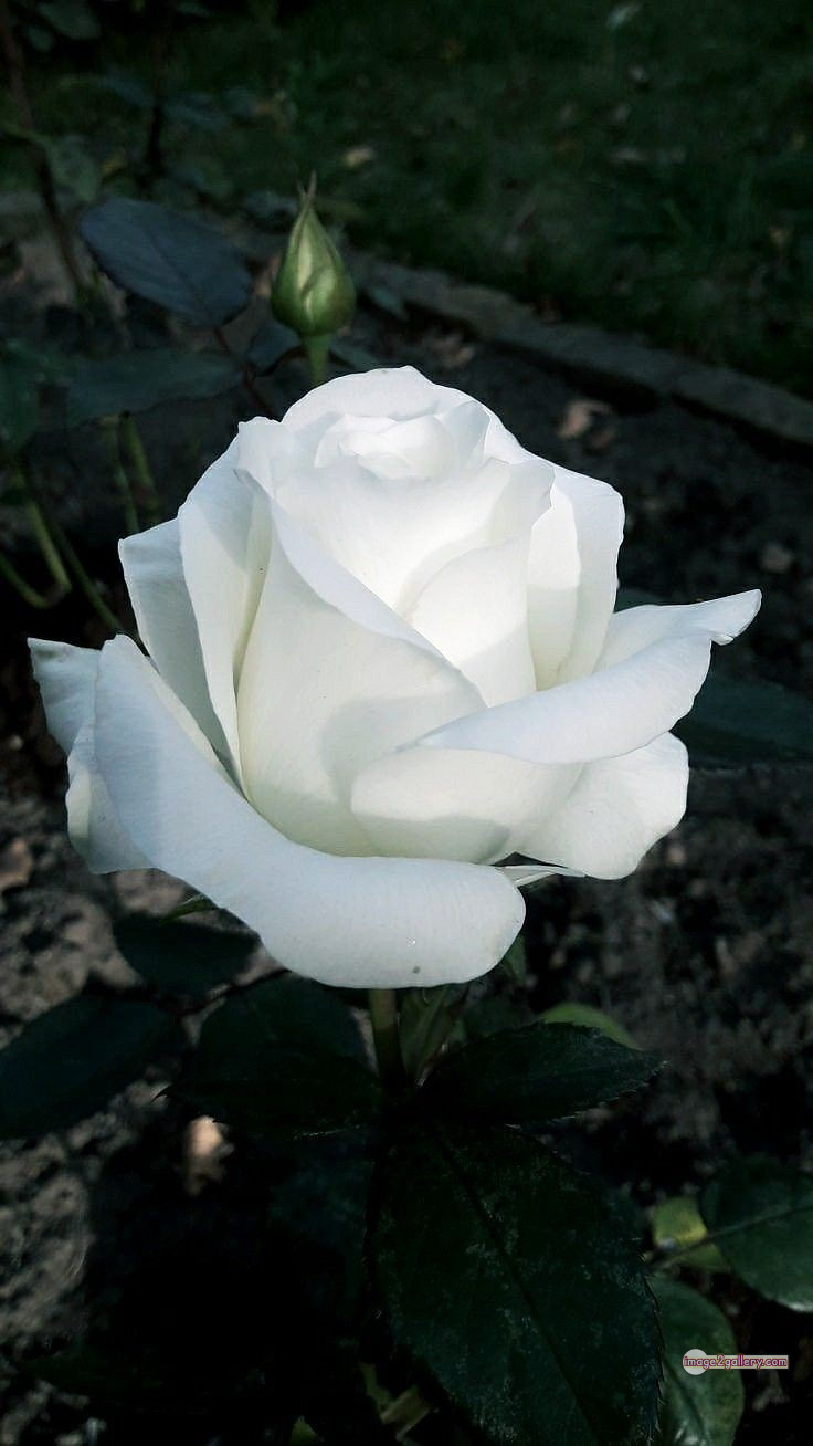 3300+ Beautiful Rose Flowers Image | Rose Flower HD Pic Download | 1696 rose white bouquet -(6)