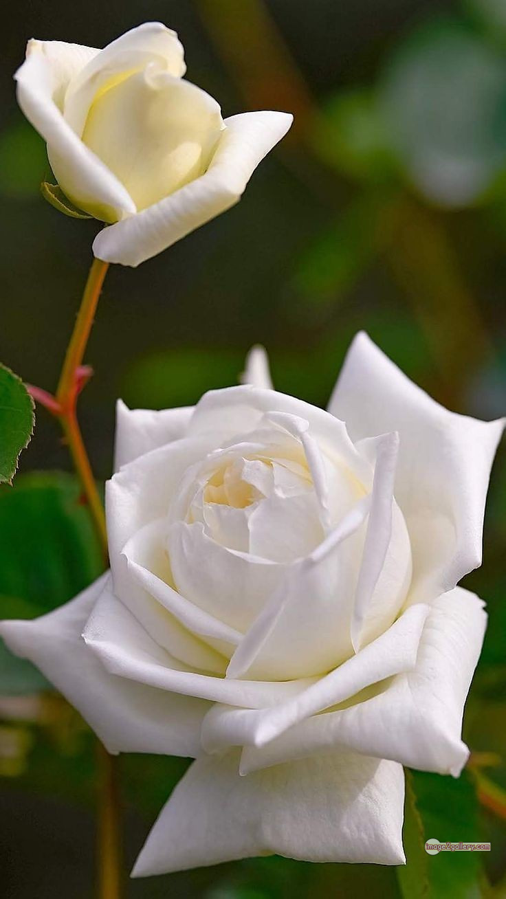 3300+ Beautiful Rose Flowers Image | Rose Flower HD Pic Download | 1186 rose white bouquet -(7)