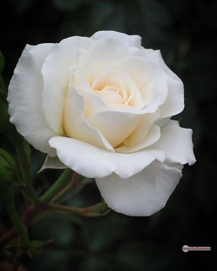 3300+ Beautiful Rose Flowers Image | Rose Flower HD Pic Download | 2914 rose white bouquet -(8)