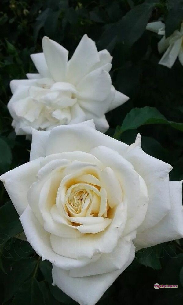 3300+ Beautiful Rose Flowers Image | Rose Flower HD Pic Download | 1500 rose white bouquet -(9)