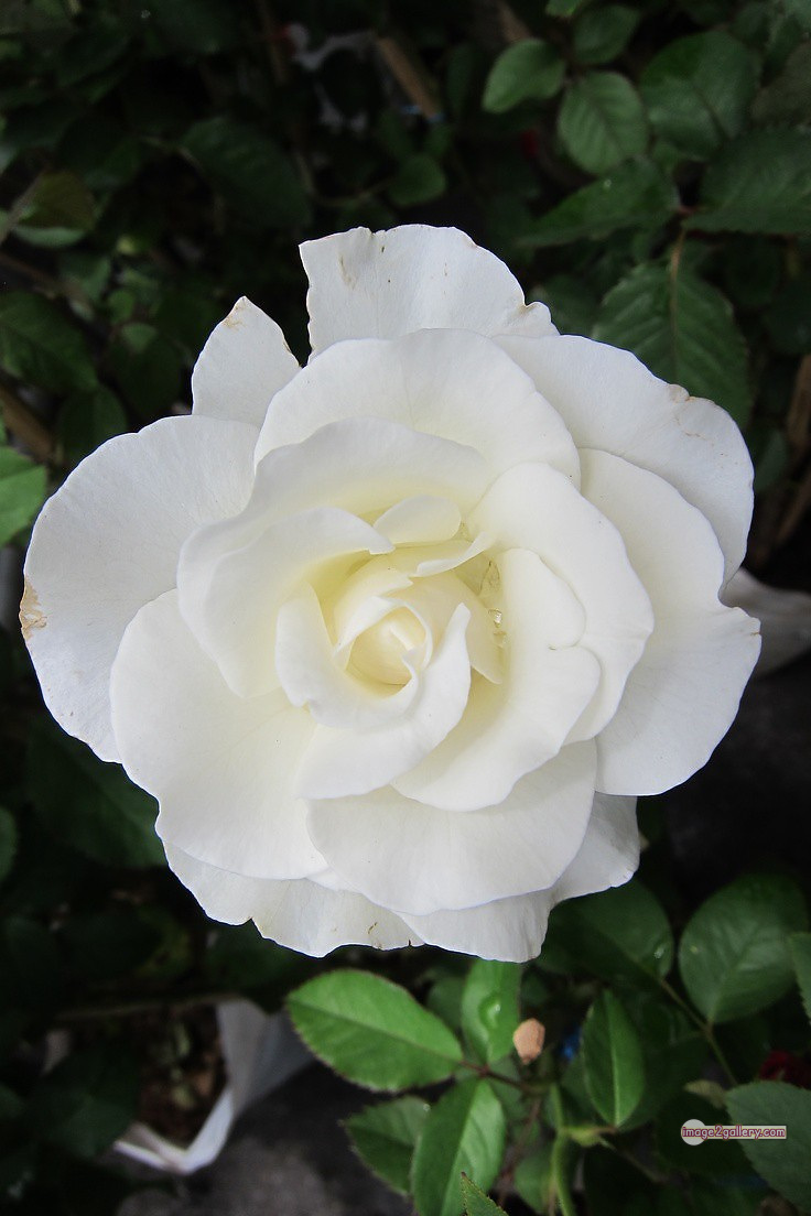3300+ Beautiful Rose Flowers Image | Rose Flower HD Pic Download | 227 rose white flower -(1)