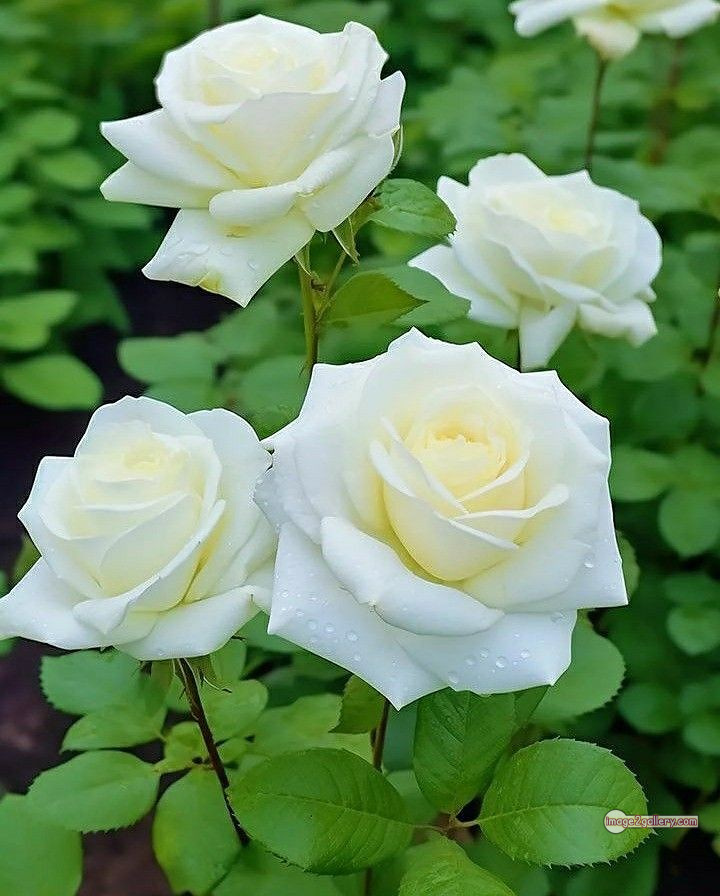 3300+ Beautiful Rose Flowers Image | Rose Flower HD Pic Download | 15 rose white flower -(10)