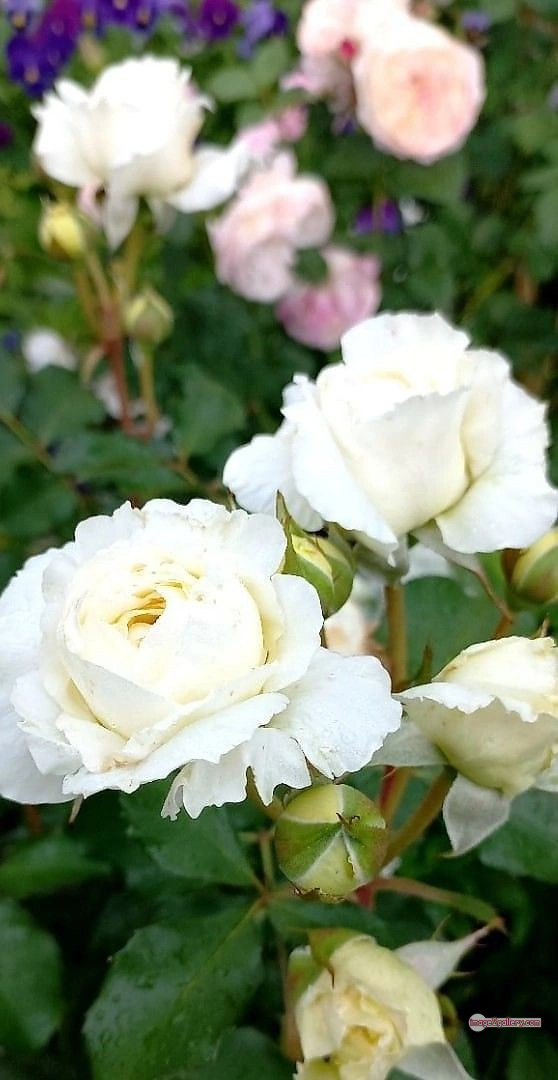 3300+ Beautiful Rose Flowers Image | Rose Flower HD Pic Download | 847 rose white flower -(12)