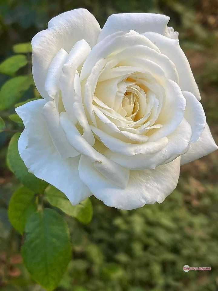3300+ Beautiful Rose Flowers Image | Rose Flower HD Pic Download | 780 rose white flower -(13)