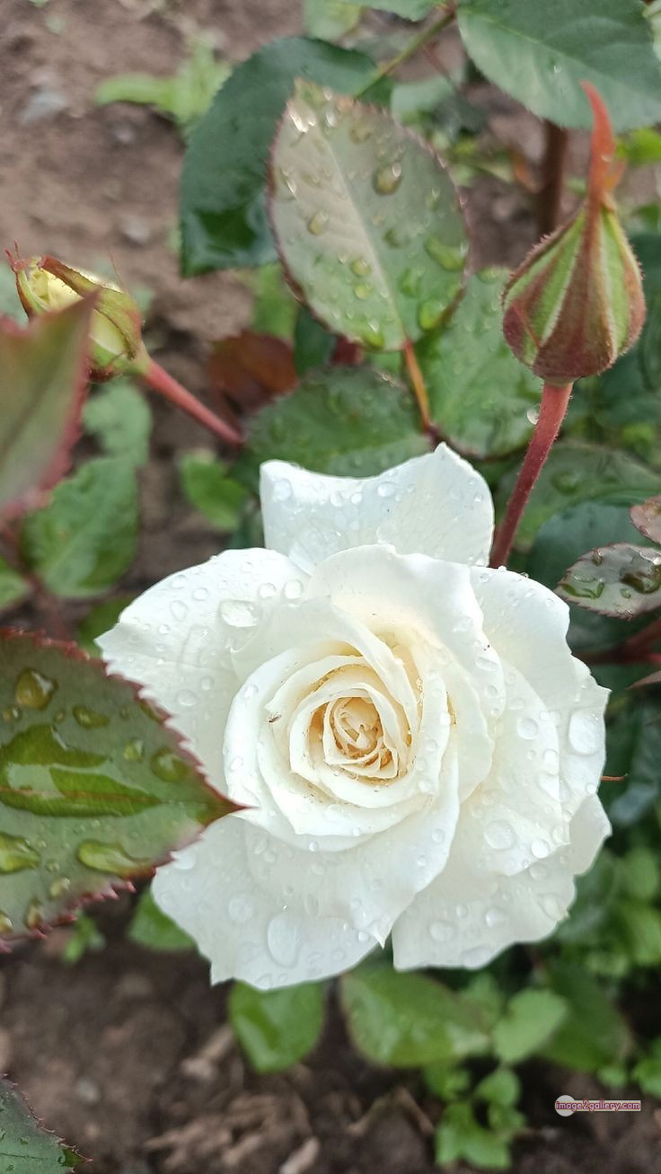 3300+ Beautiful Rose Flowers Image | Rose Flower HD Pic Download | 550 rose white flower -(14)