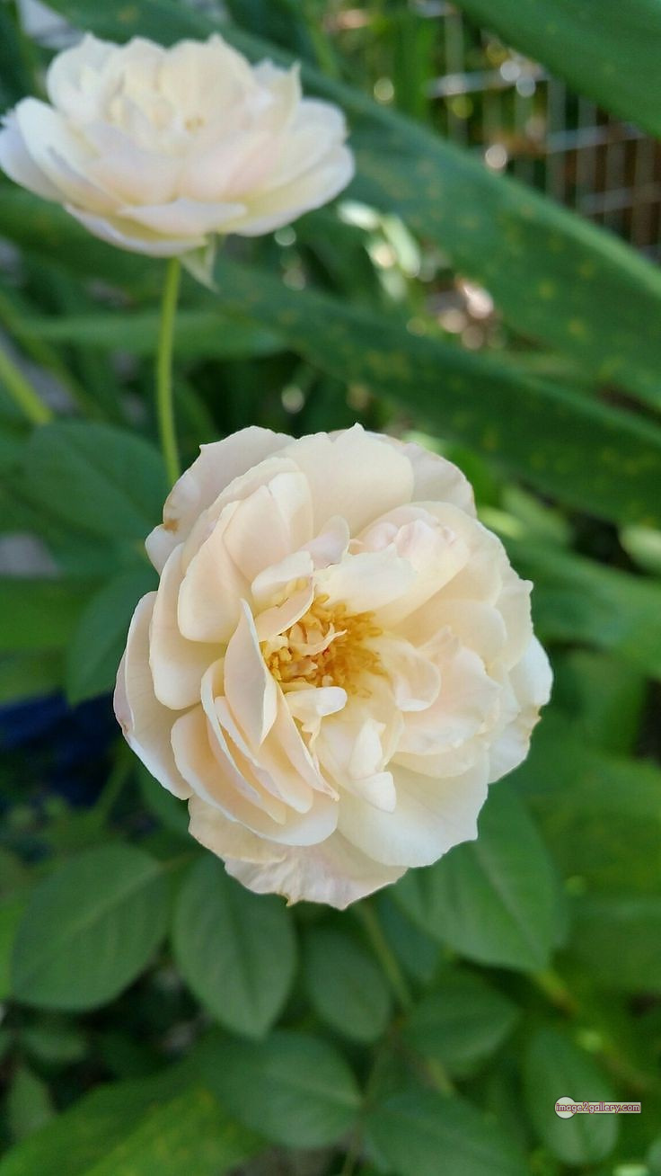 3300+ Beautiful Rose Flowers Image | Rose Flower HD Pic Download | 1489 rose white flower -(15)