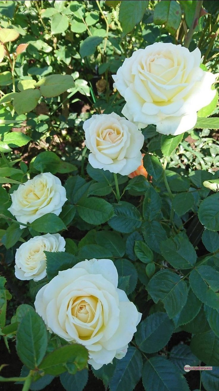 3300+ Beautiful Rose Flowers Image | Rose Flower HD Pic Download | 833 rose white flower -(2)