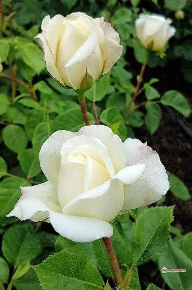 3300+ Beautiful Rose Flowers Image | Rose Flower HD Pic Download | 832 rose white flower -(3)