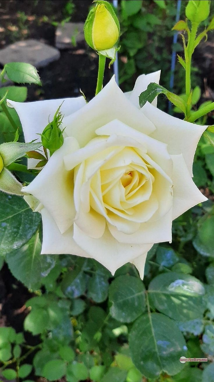 3300+ Beautiful Rose Flowers Image | Rose Flower HD Pic Download | 779 rose white flower -(4)