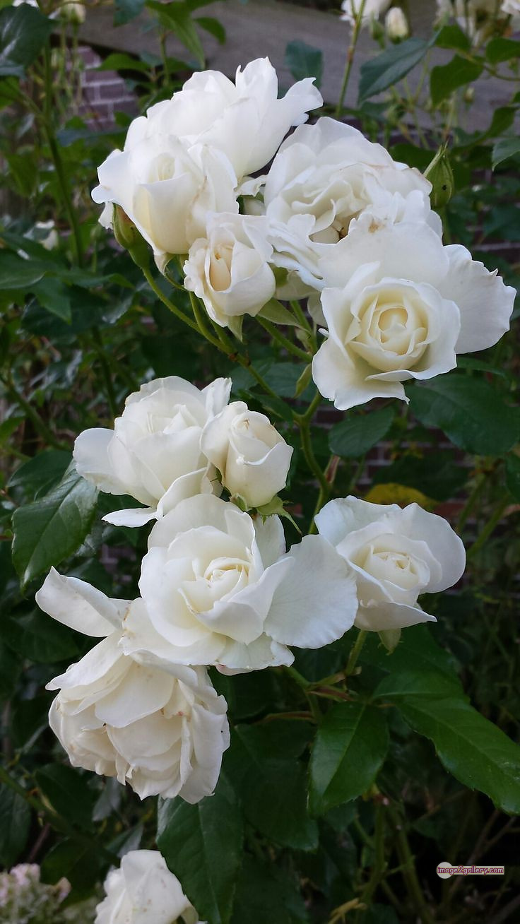 3300+ Beautiful Rose Flowers Image | Rose Flower HD Pic Download | 761 rose white flower -(5)