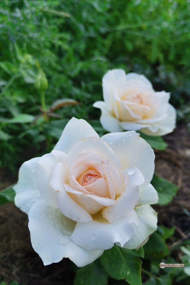 3300+ Beautiful Rose Flowers Image | Rose Flower HD Pic Download | 1436 rose white flower -(6)