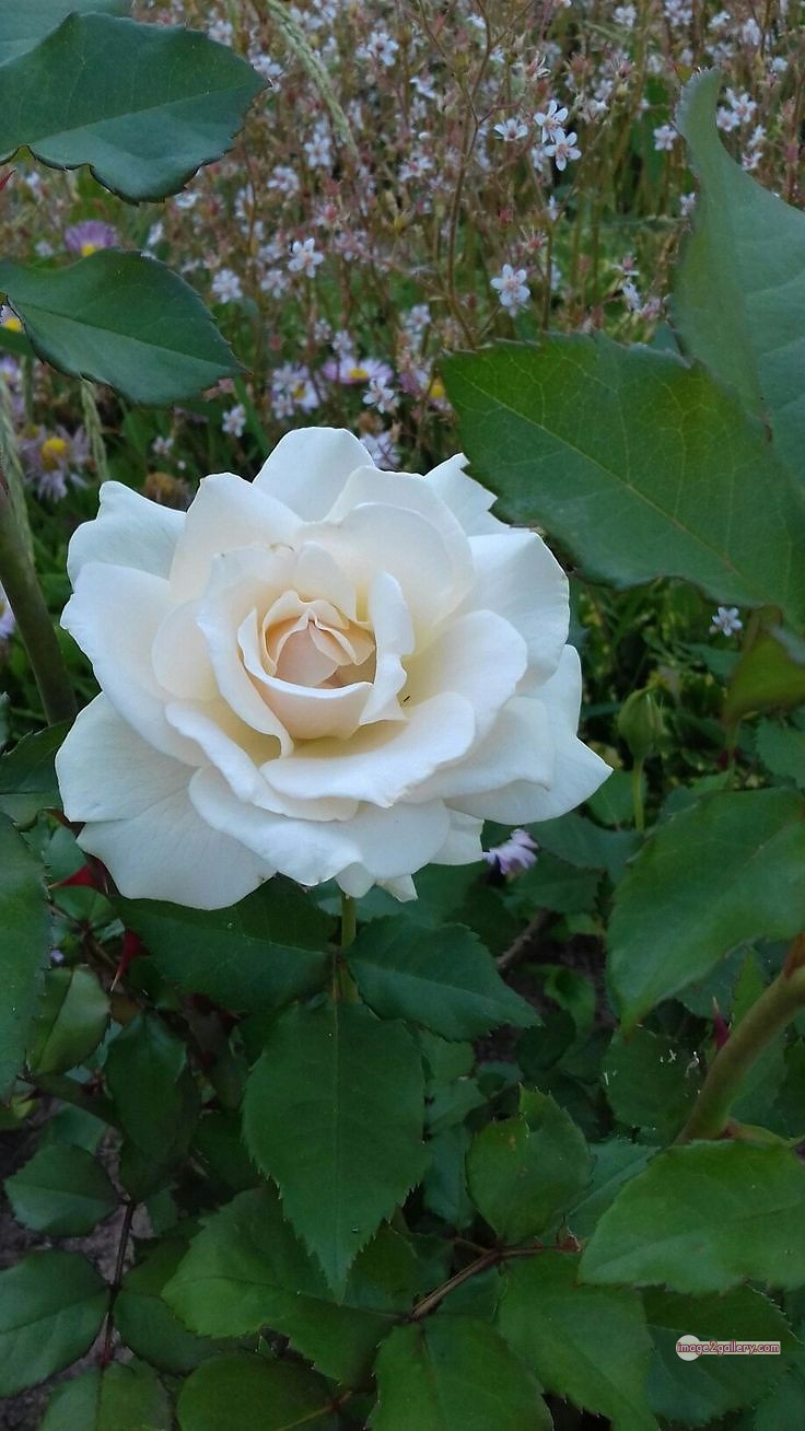 3300+ Beautiful Rose Flowers Image | Rose Flower HD Pic Download | 1437 rose white flower -(7)