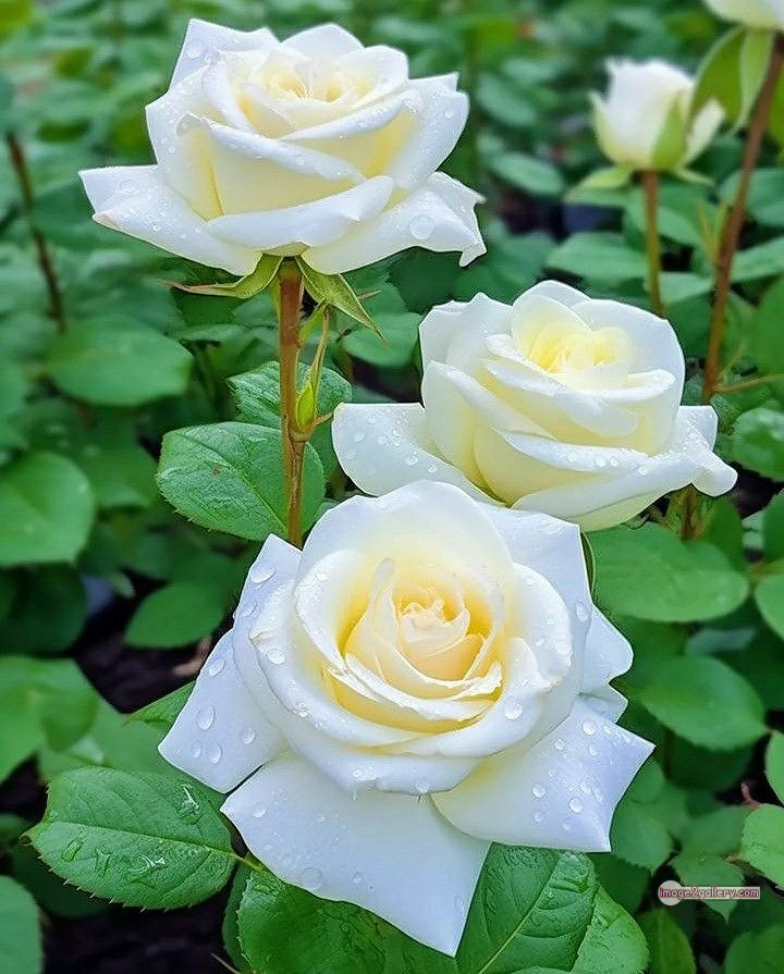 3300+ Beautiful Rose Flowers Image | Rose Flower HD Pic Download | 62 rose white flower -(9)