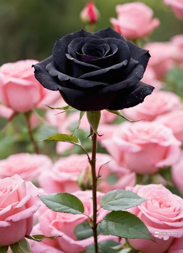 3300+ Beautiful Rose Flowers Image | Rose Flower HD Pic Download | 2256 rose with black -(1)