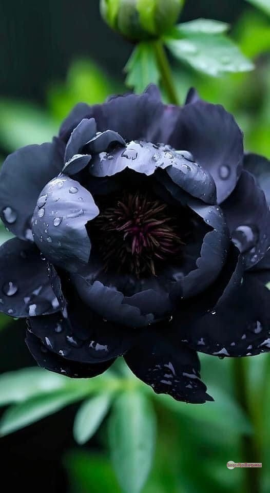3300+ Beautiful Rose Flowers Image | Rose Flower HD Pic Download | 2261 rose with black -(10)