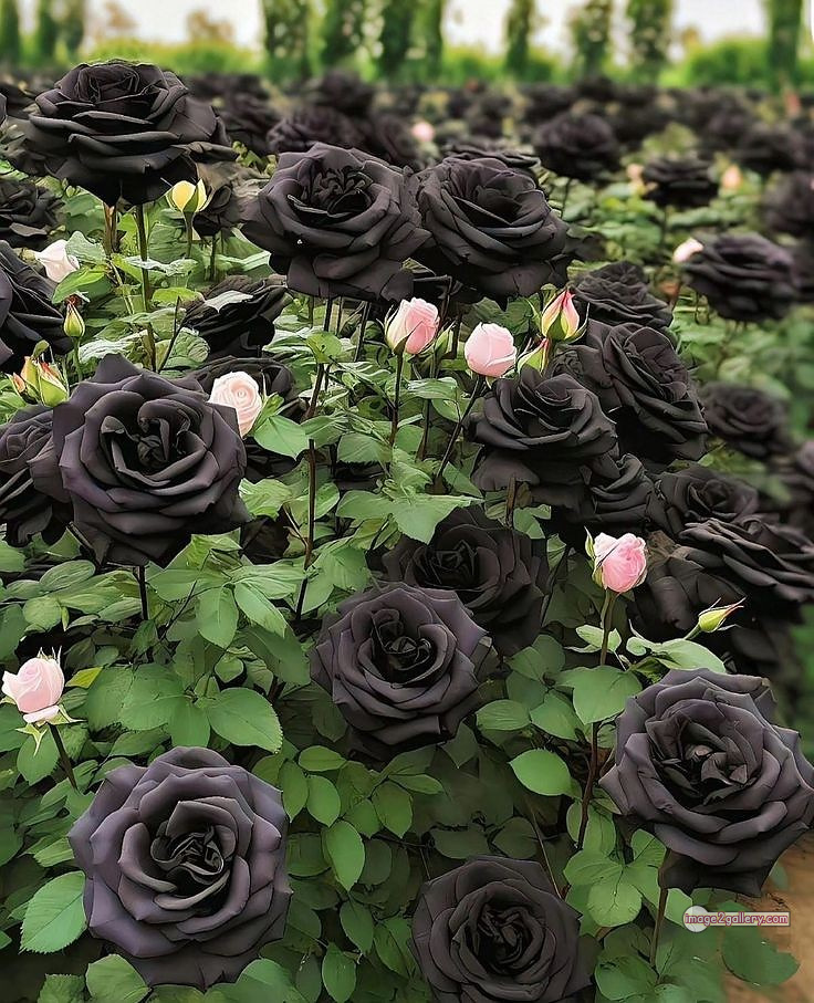 3300+ Beautiful Rose Flowers Image | Rose Flower HD Pic Download | 2156 rose with black -(3)