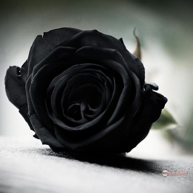 3300+ Beautiful Rose Flowers Image | Rose Flower HD Pic Download | 2155 rose with black -(4)