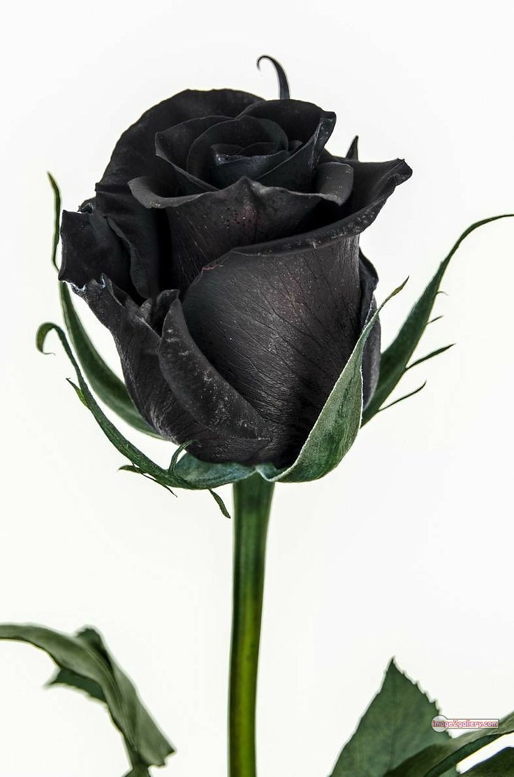 3300+ Beautiful Rose Flowers Image | Rose Flower HD Pic Download | 2152 rose with black -(5)