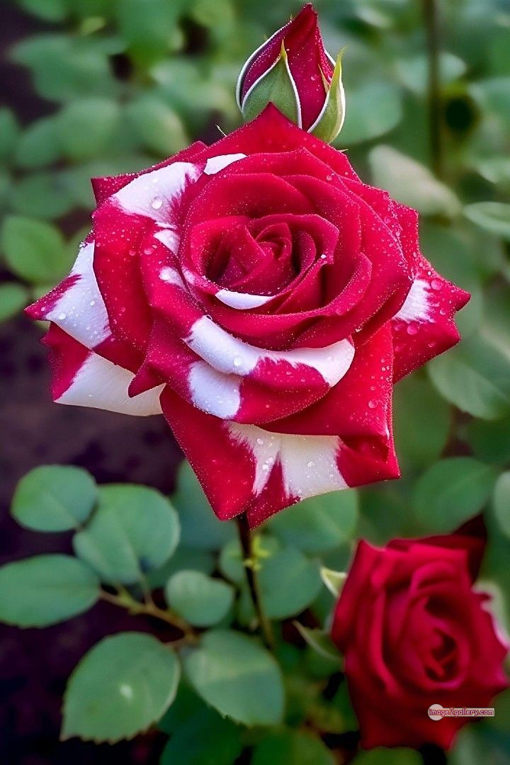 3300+ Beautiful Rose Flowers Image | Rose Flower HD Pic Download | 2804 rose with pictures -
