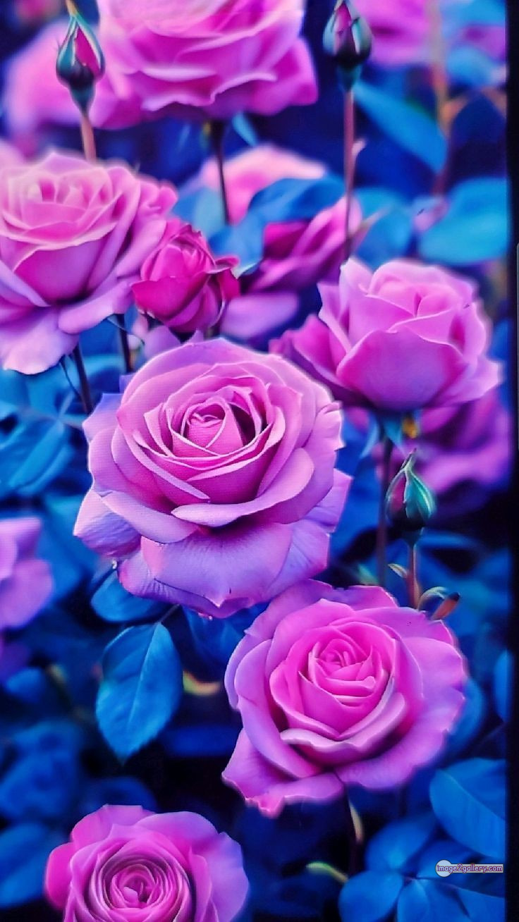 3300+ Beautiful Rose Flowers Image | Rose Flower HD Pic Download | 2807 rose with pictures -(10)