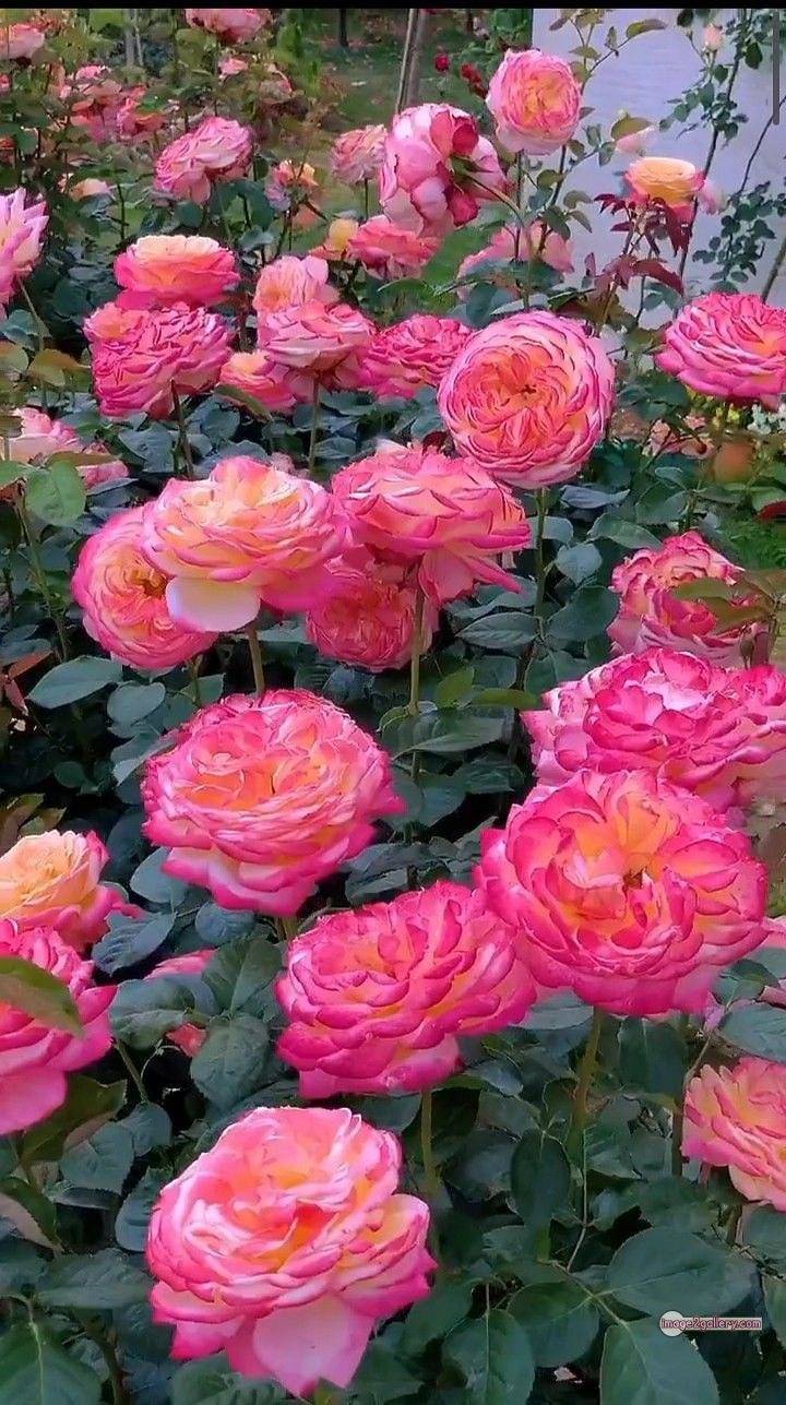 3300+ Beautiful Rose Flowers Image | Rose Flower HD Pic Download | 2813 rose with pictures -(19)
