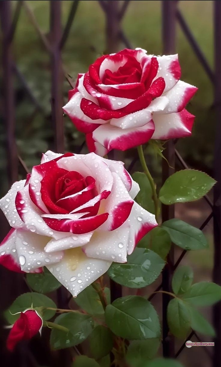 3300+ Beautiful Rose Flowers Image | Rose Flower HD Pic Download | 1722 rose with pictures -(2)