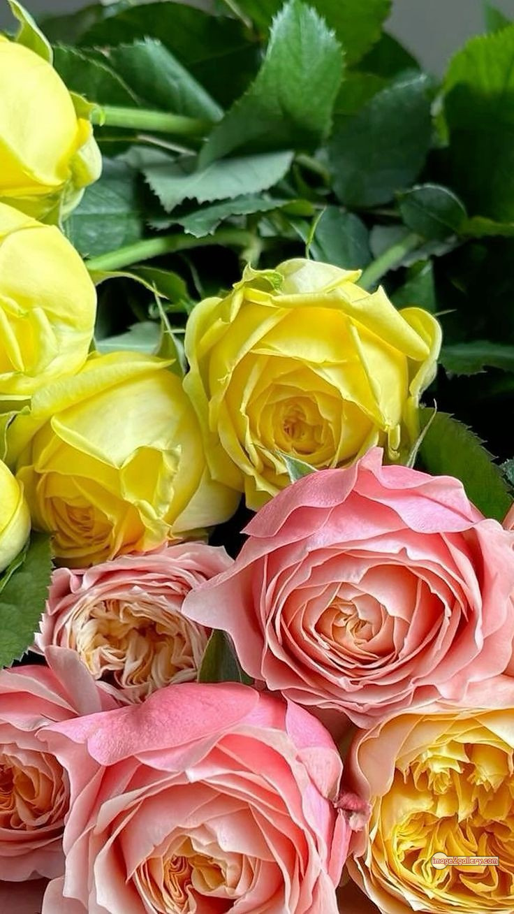 3300+ Beautiful Rose Flowers Image | Rose Flower HD Pic Download | 2841 rose with pictures -(22)