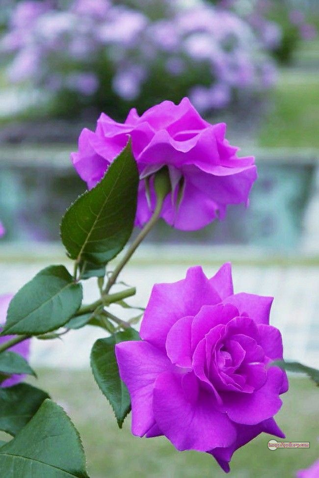 3300+ Beautiful Rose Flowers Image | Rose Flower HD Pic Download | 2838 rose with pictures -(27)