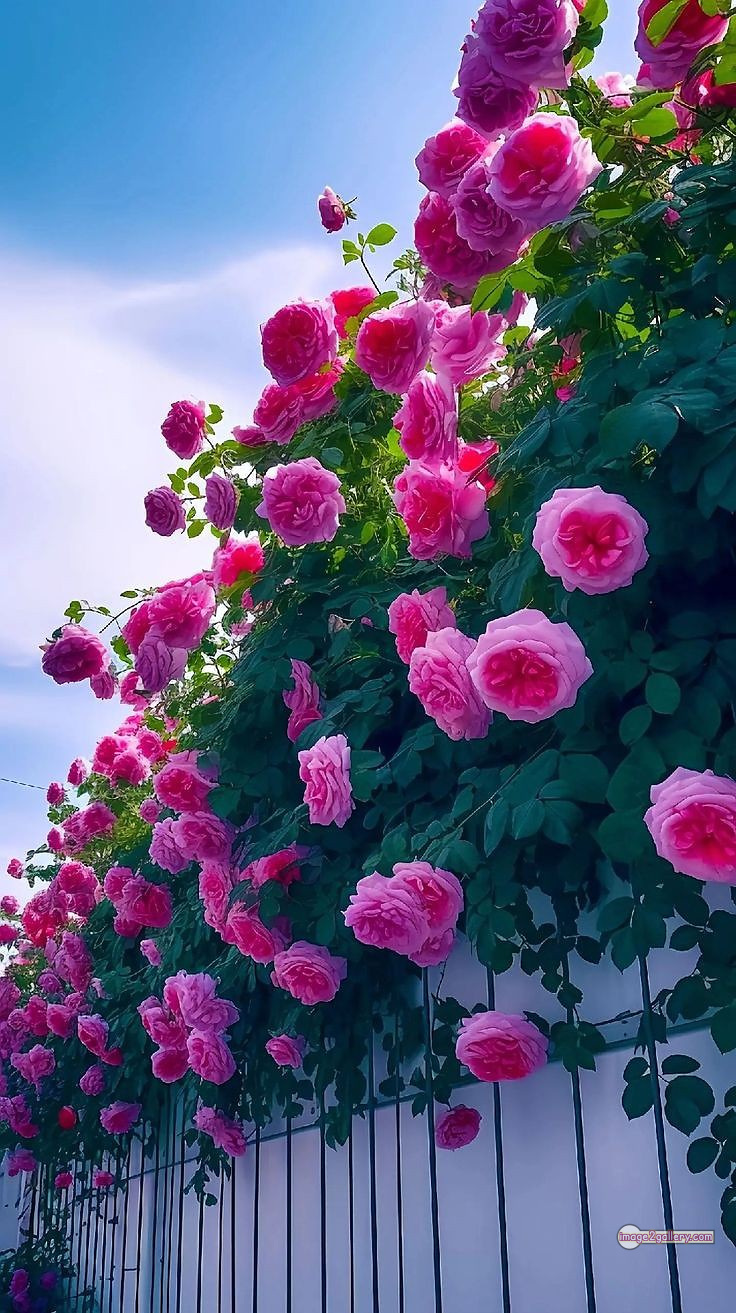 3300+ Beautiful Rose Flowers Image | Rose Flower HD Pic Download | 2818 rose with pictures -(28)