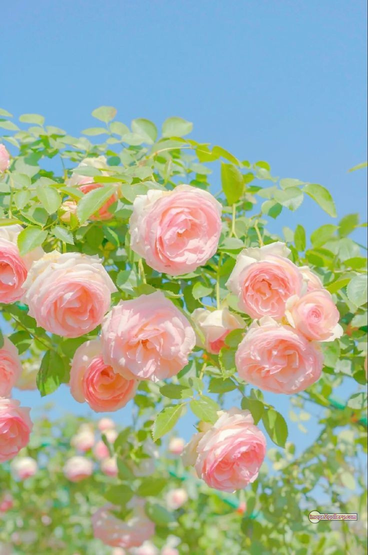 3300+ Beautiful Rose Flowers Image | Rose Flower HD Pic Download | 1396 rose with pictures -(29)