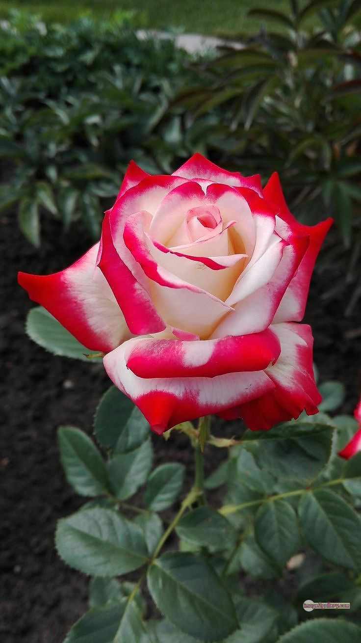 3300+ Beautiful Rose Flowers Image | Rose Flower HD Pic Download | 2934 rose with pictures -(3)