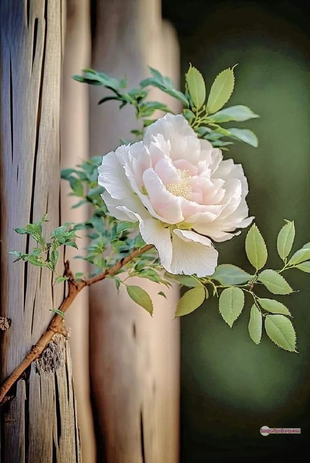 3300+ Beautiful Rose Flowers Image | Rose Flower HD Pic Download | 2931 rose with pictures -(30)
