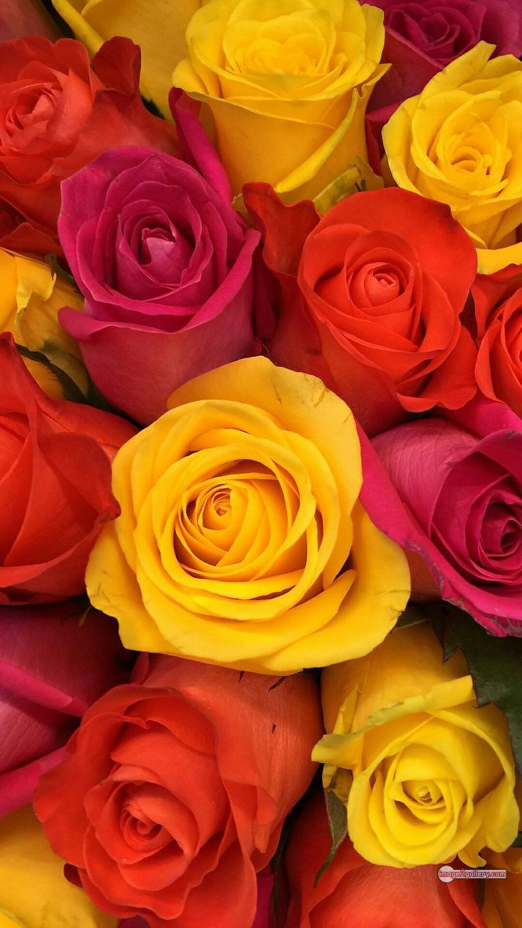 3300+ Beautiful Rose Flowers Image | Rose Flower HD Pic Download | 2932 rose with pictures -(33)