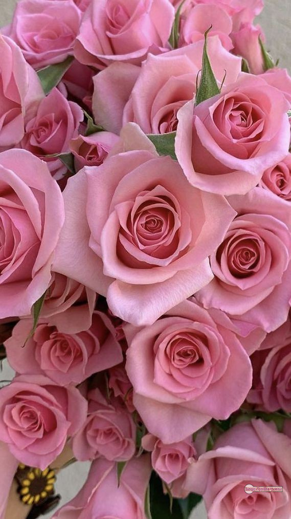 3300+ Beautiful Rose Flowers Image | Rose Flower HD Pic Download | 2869 rose with pictures -(34)