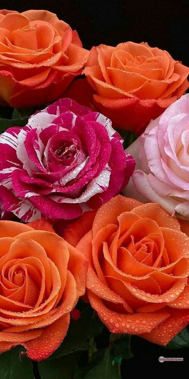 3300+ Beautiful Rose Flowers Image | Rose Flower HD Pic Download | 1297 rose with pictures -(35)