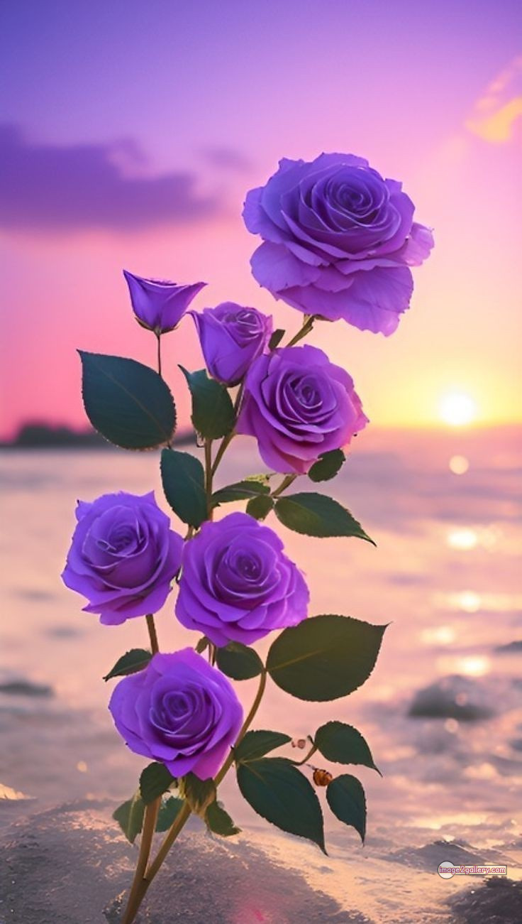 3300+ Beautiful Rose Flowers Image | Rose Flower HD Pic Download | 2930 rose with pictures -(39)