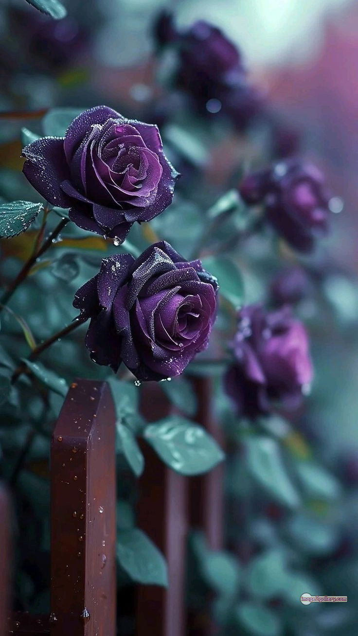 3300+ Beautiful Rose Flowers Image | Rose Flower HD Pic Download | 2816 rose with pictures -(40)