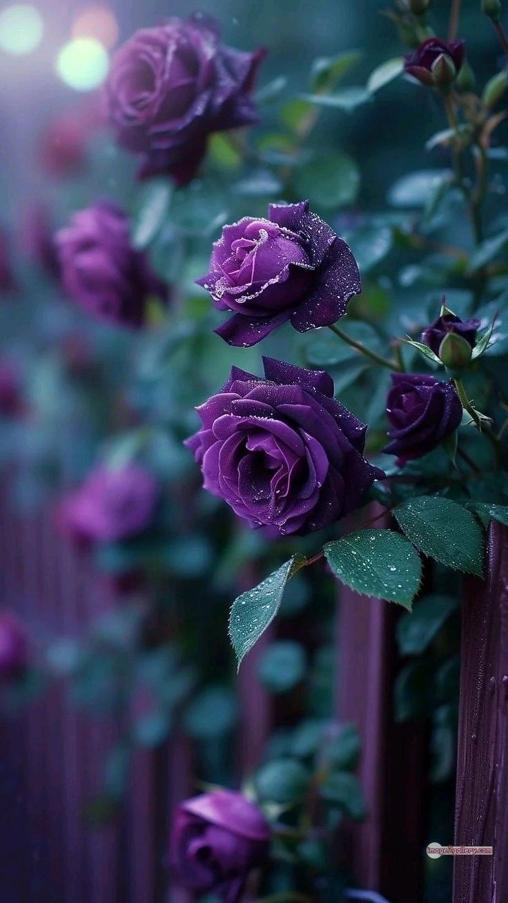 3300+ Beautiful Rose Flowers Image | Rose Flower HD Pic Download | 1194 rose with pictures -(41)