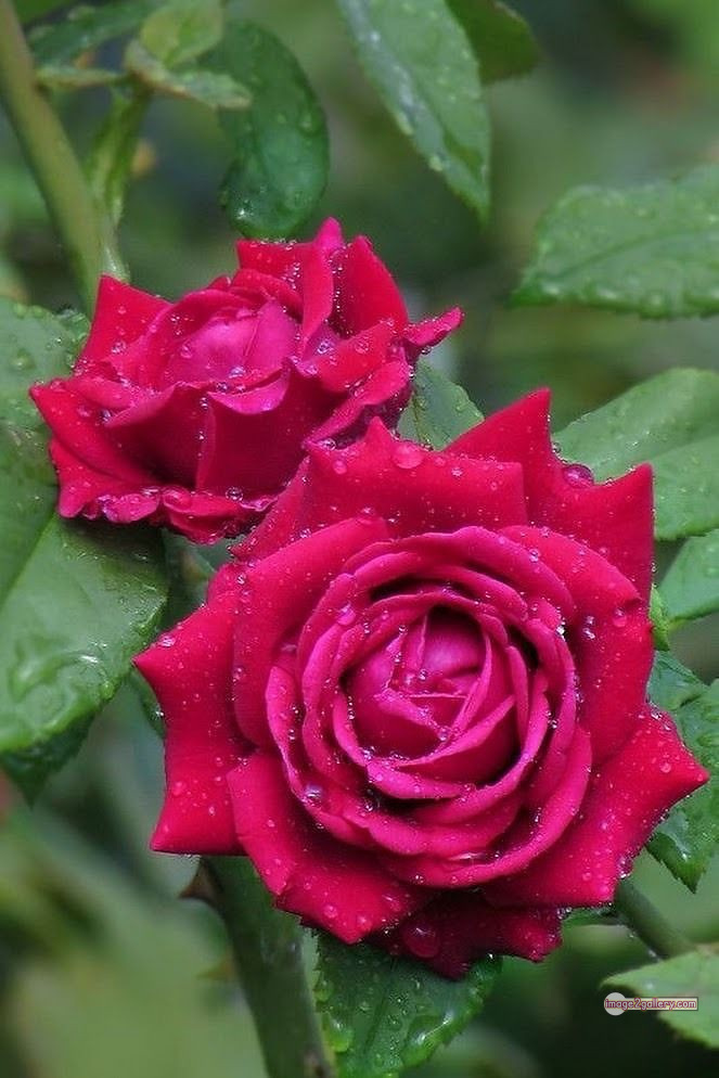 3300+ Beautiful Rose Flowers Image | Rose Flower HD Pic Download | 2868 rose with pictures -(42)