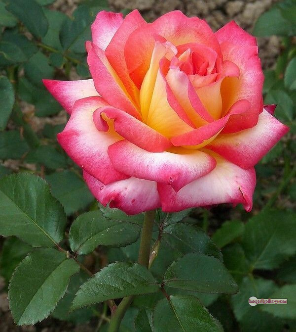 3300+ Beautiful Rose Flowers Image | Rose Flower HD Pic Download | 2814 rose with pictures -(43)