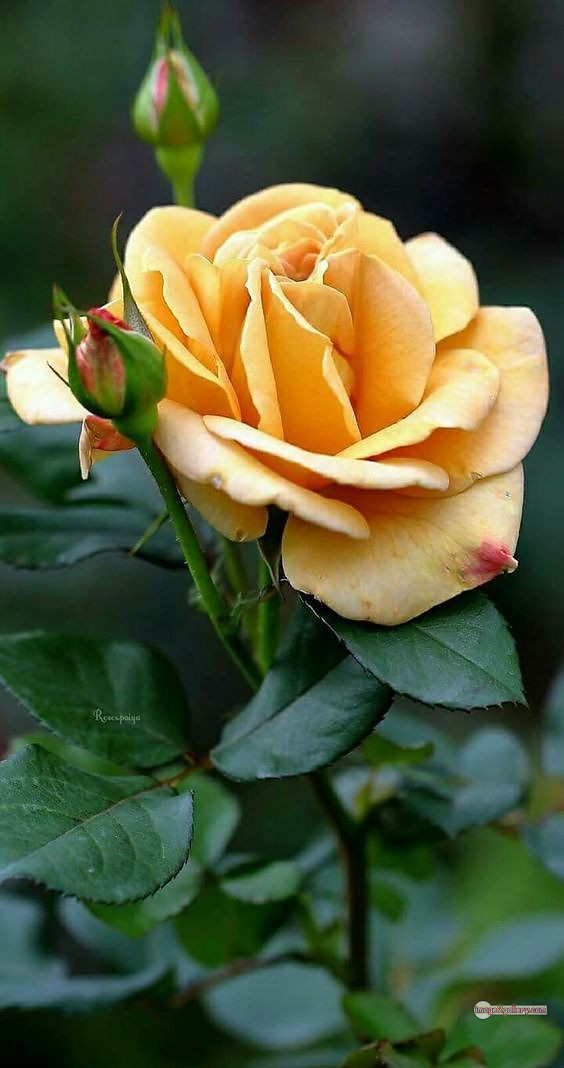 3300+ Beautiful Rose Flowers Image | Rose Flower HD Pic Download | 2815 rose with pictures -(44)