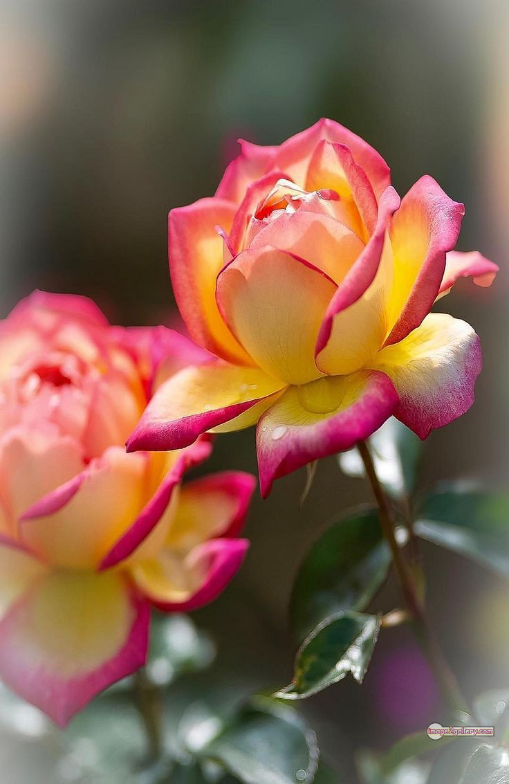 3300+ Beautiful Rose Flowers Image | Rose Flower HD Pic Download | 1725 rose with pictures -(46)