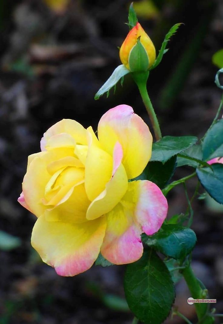 3300+ Beautiful Rose Flowers Image | Rose Flower HD Pic Download | 1193 rose with pictures -(47)