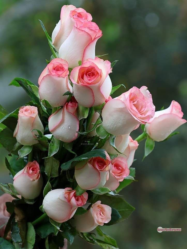 3300+ Beautiful Rose Flowers Image | Rose Flower HD Pic Download | 2866 rose with pictures -(48)