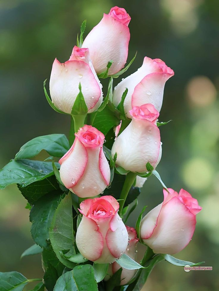 3300+ Beautiful Rose Flowers Image | Rose Flower HD Pic Download | 1195 rose with pictures -(49)