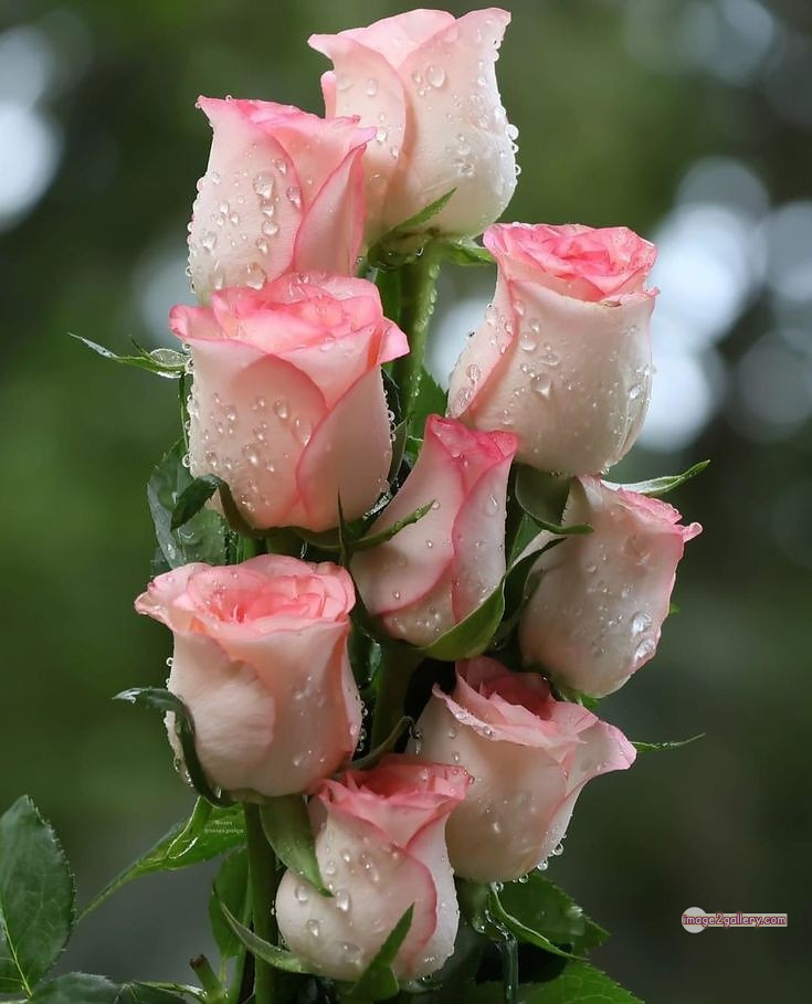 3300+ Beautiful Rose Flowers Image | Rose Flower HD Pic Download | 2904 rose with pictures -(50)