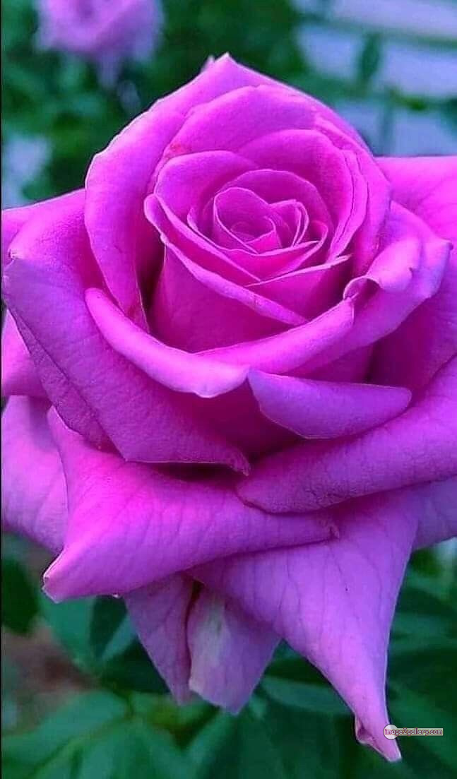 3300+ Beautiful Rose Flowers Image | Rose Flower HD Pic Download | 2888 rose with pictures -(55)