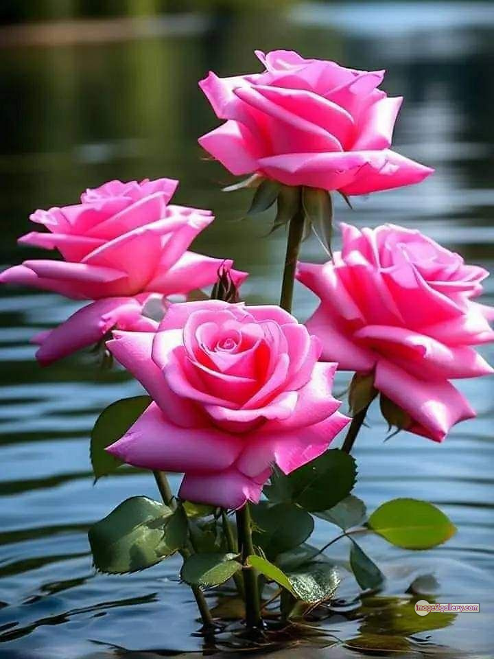 3300+ Beautiful Rose Flowers Image | Rose Flower HD Pic Download | 2901 rose with pictures -(59)